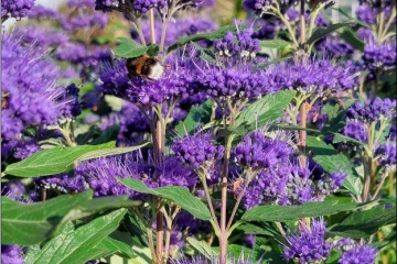 kwekerijaanbieding: Caryopteris 'Grand Bleu' in 3 literpot, ook bekend als blauwbaard. Deze rijk bloeiende heester met diepblauwe bloemen is een favoriet van vlinders, hommels en bijen. Nu 2 voor €10! Geldig tot 15 oktober. Perfect voor zonnige en halfschaduwrijke plekken.