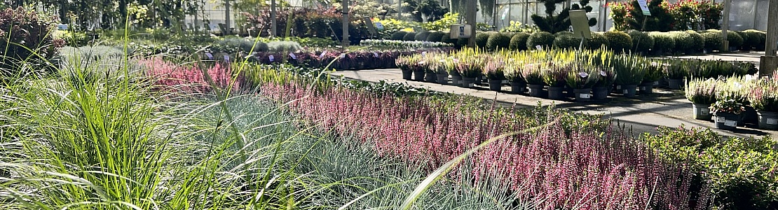 aanbiedingen vaste planten tuincentrum kwekerij in friesland
