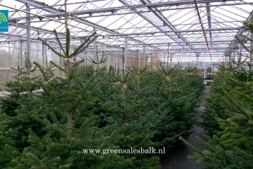 We staan traditie getrouw weer voor u klaar met onze gratis kerstbomen actie. Kom gezellig langs in ons overdekte kerstbomen bos en zoek een kerstboom uit naar keuze.