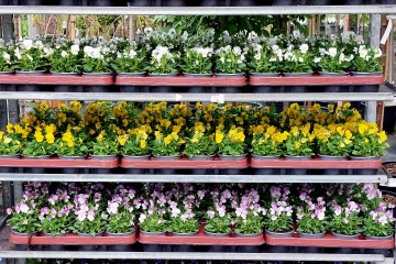 Kleur je Herfsttuin met Hoornviooltjes!
Aanbieding: Nu 10 stuks voor slechts €3,95