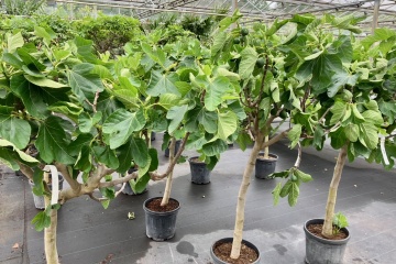 We kijken er naar uit om u mee te nemen in ons aanbod kleurrijk aanbod tuinplanten. 46.000 m2 plantplezier | fruitbomen, heesters, haagplanten, laanbomen, siergrassen, bodembedekkers, inheemse vaste planten, rozen, groentegewassen, klimplanten, dak- en leibomen.