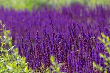 We kijken er naar uit om u mee te nemen in ons aanbod kleurrijk aanbod tuinplanten. 46.000 m2 plantplezier | fruitbomen, heesters, haagplanten, laanbomen, siergrassen, bodembedekkers, inheemse vaste planten, rozen, groentegewassen, klimplanten, dak- en leibomen.