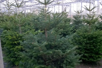 Gratis kerstboom bij GreenSales Balk