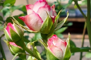 Tweede Pinksterdag gesloten