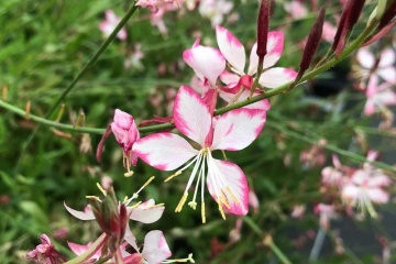 Plant van de maand: Gaura lindheimeri 'Rosy Jane'