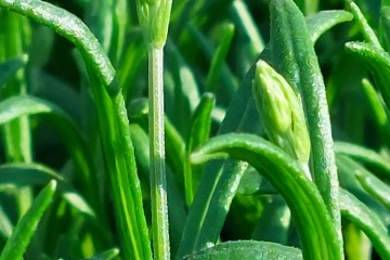 Lavandula ang. 'Munstead'