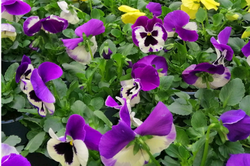 AANBIEDING Violen 10 voor € 5,- In veel verschillende kleuren, groot- en klein-bloemig, vers van de kweker