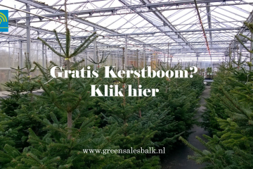Op zoek naar een (gratis) kerstboom? Stop met zoeken en kom naar GreenSales Balk. Hier vind u een groot assortiment aan kerstbomen zoals de Nordmann.