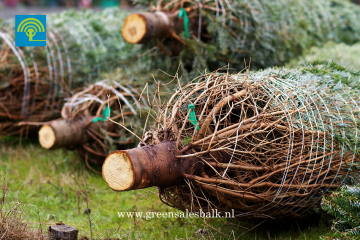 Op zoek naar een (gratis) kerstboom? Stop met zoeken en kom naar GreenSales Balk. Hier vind u een groot assortiment aan kerstbomen zoals de Nordmann.