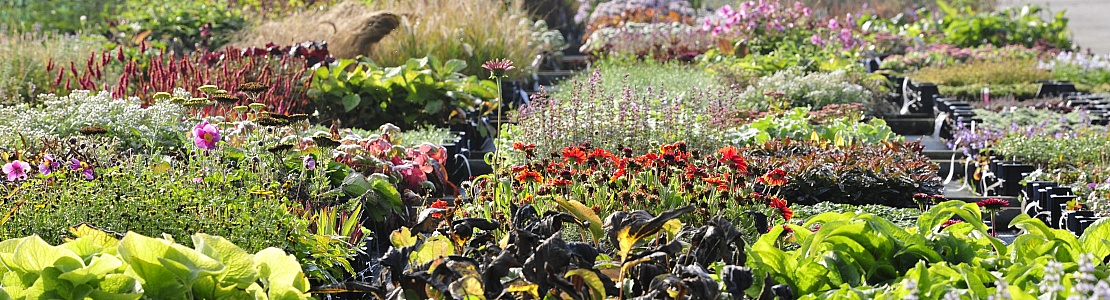 inheemse vaste planten kwekerij voor particulier en Groenbedrijven 