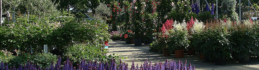 Vaste planten kwekerij