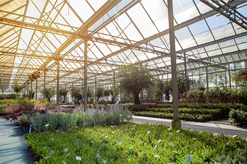 Planten Kwekerij voor Hoveniersbedrijven en tuinliefhebbers in Oldeberkoop