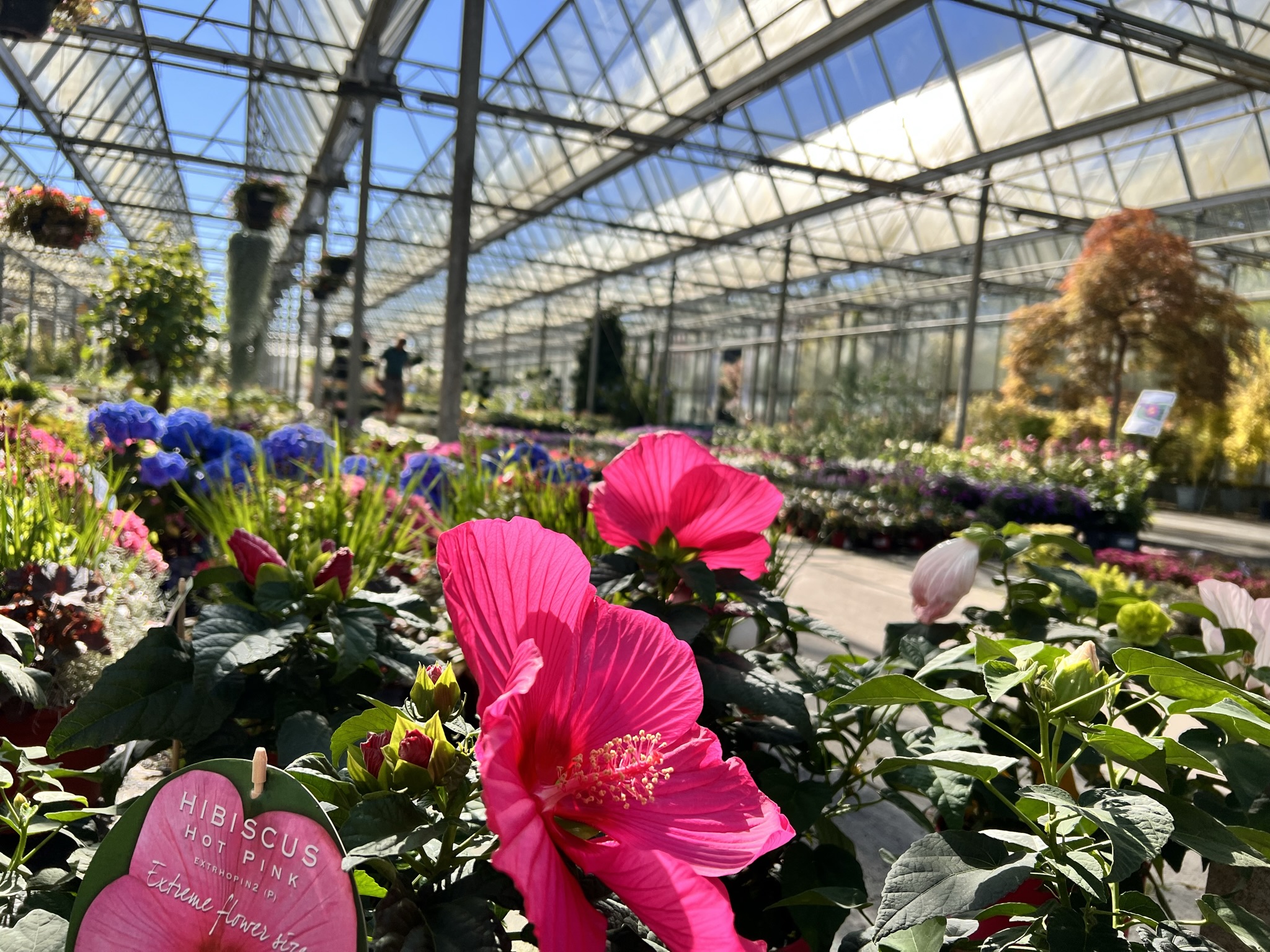 Vaste planten kwekers in Noord Nederland met tuincentrum