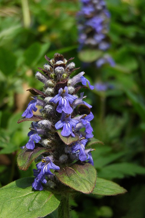 Bodembedekkende heemplanten voor een schaduwrijke plaats in de tuin.