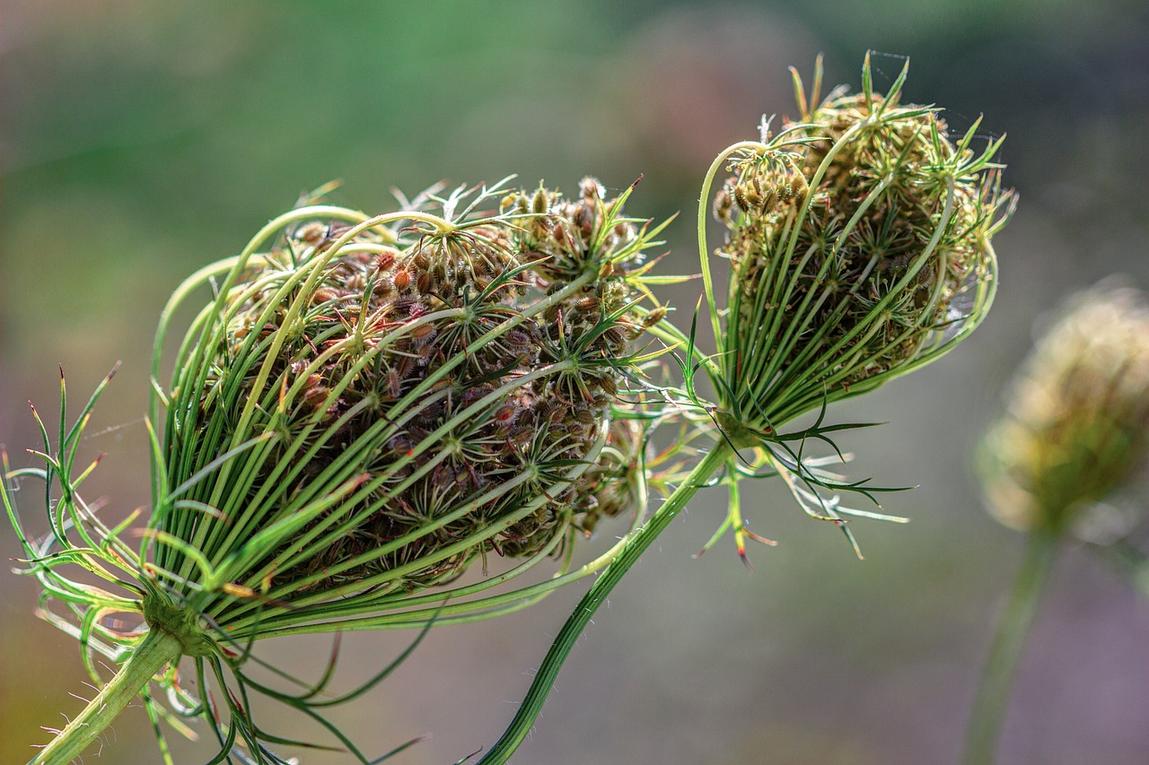 inheemse vaste planten kwekerij