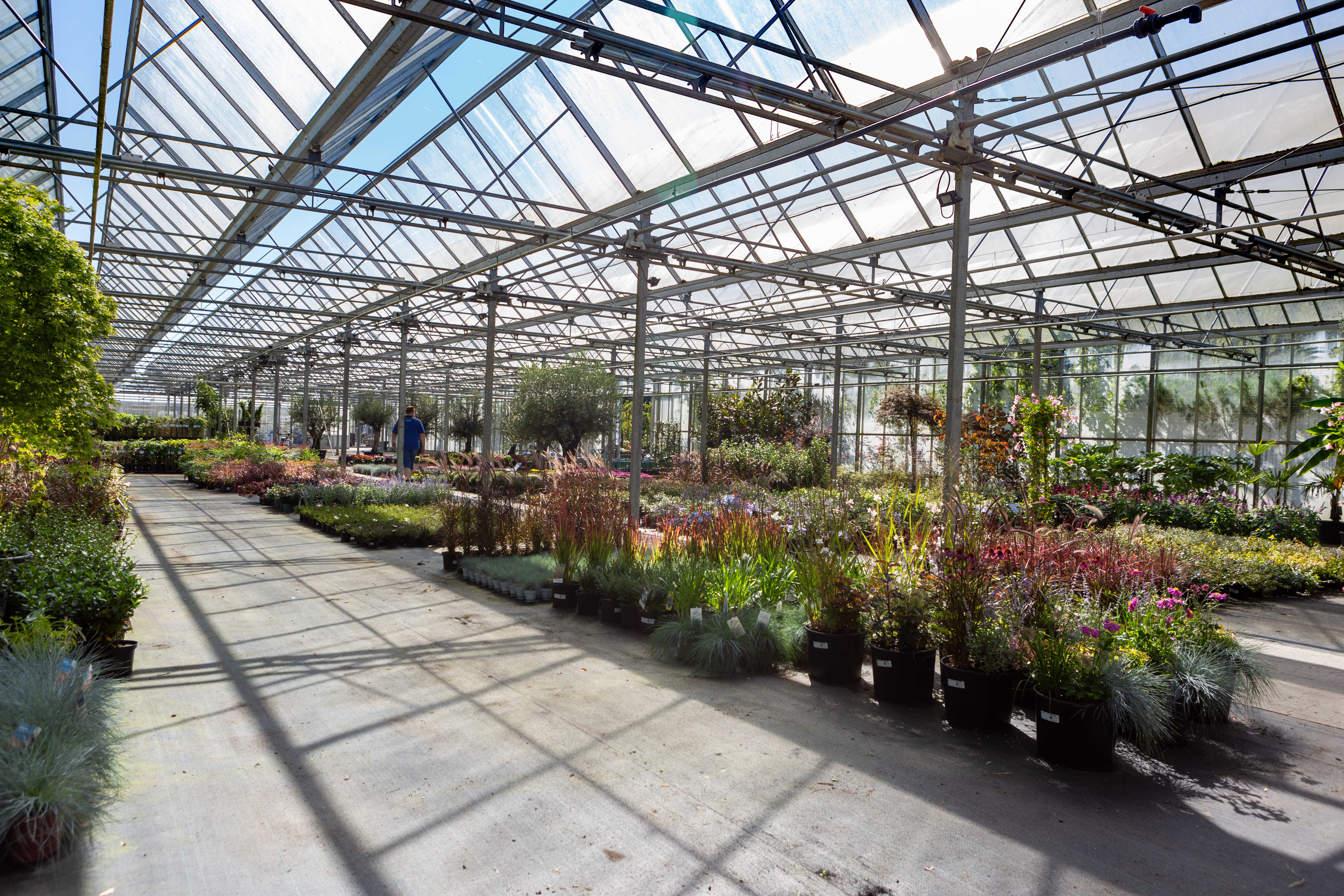 Groot tuincentrum in Friesland met eigen kwekerij