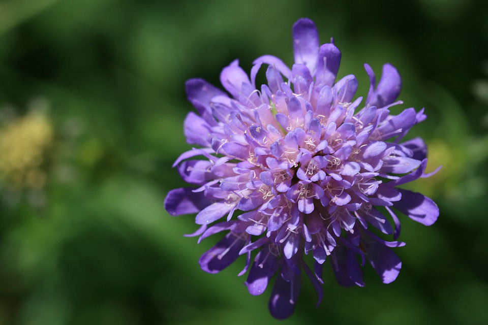 Inheemse vaste planten kweker.