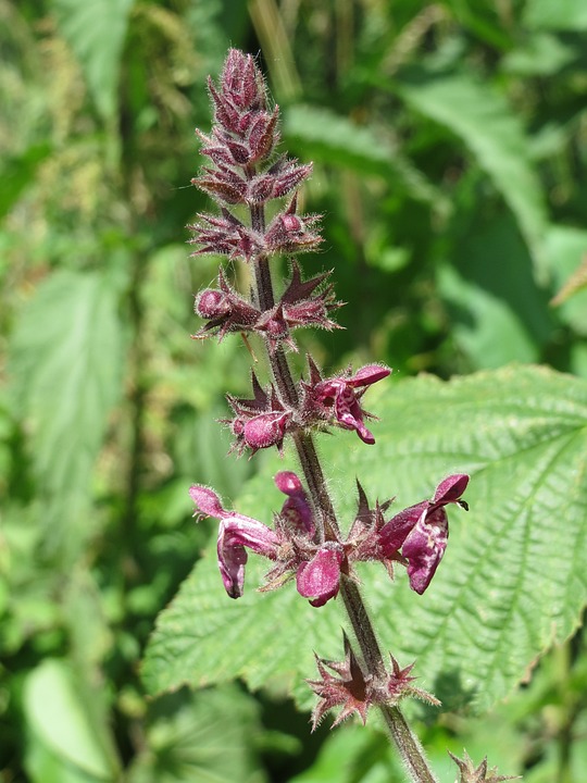 Robuuste inheemse borderplanten met paarse bloemen