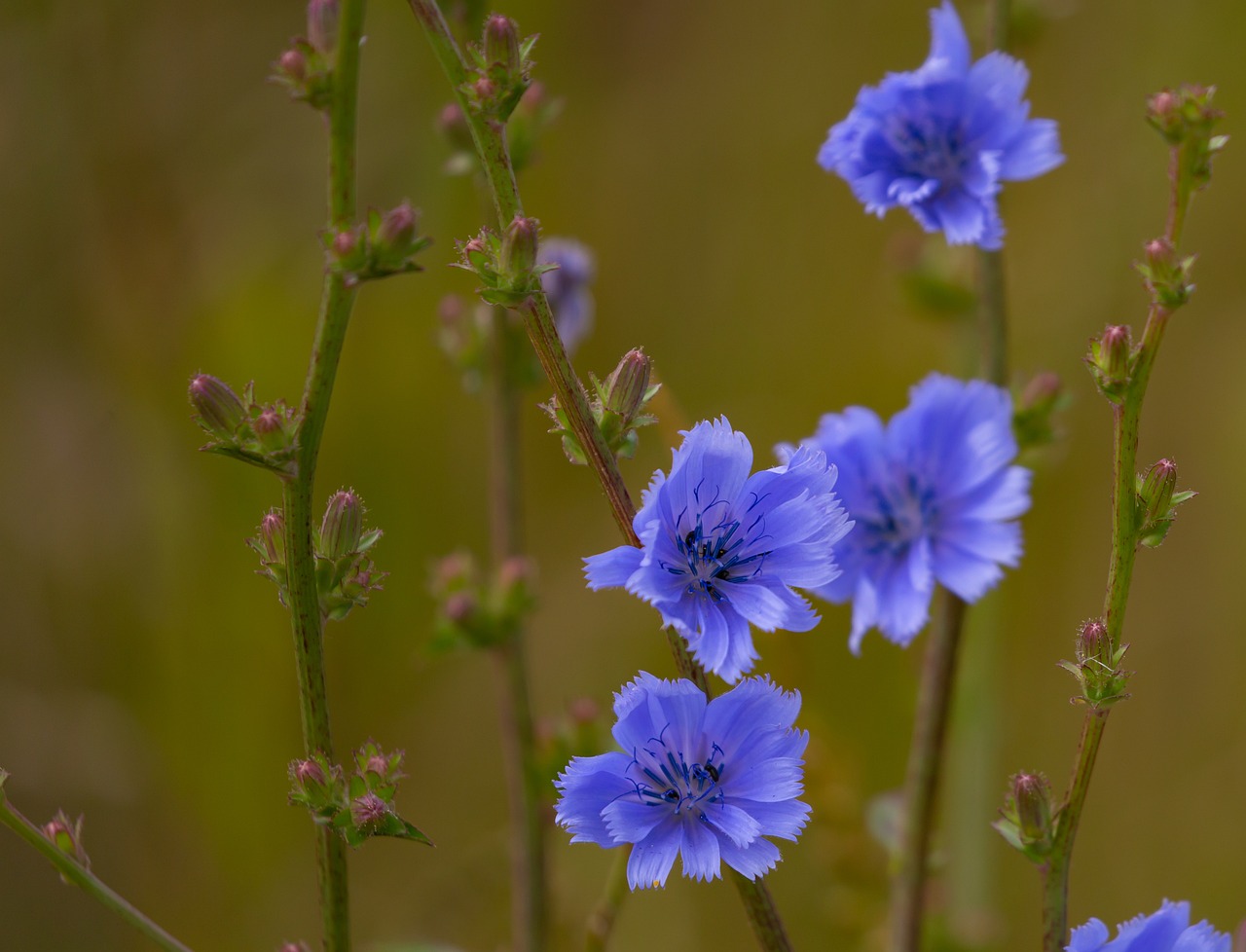 inheemse wilde planten kwekerij | Wilde Cichorei (Chichorium intybus)