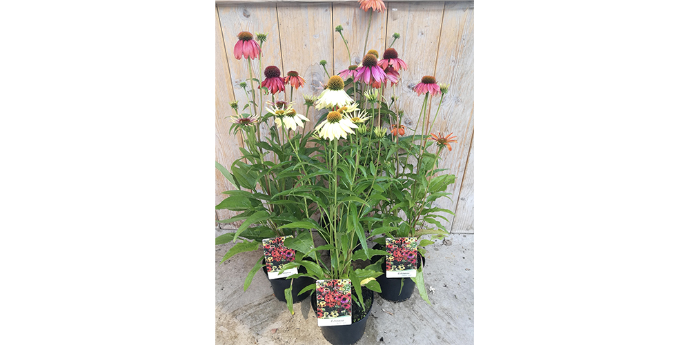 Echinacea Cheyenne Spirit
