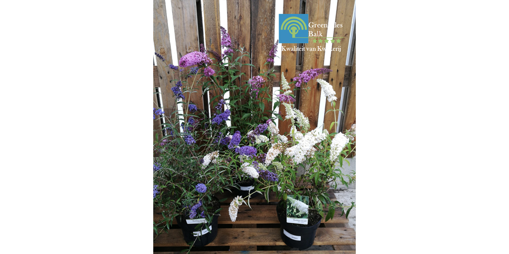 buddleja davidii