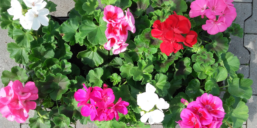 onderhoud beplanting