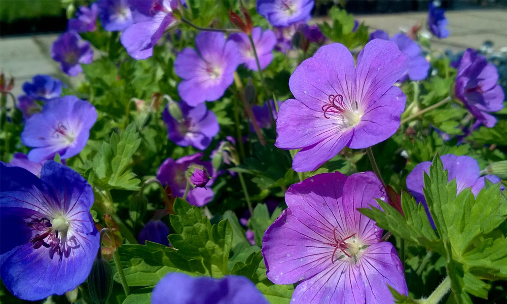 beplanting voor in de tuin