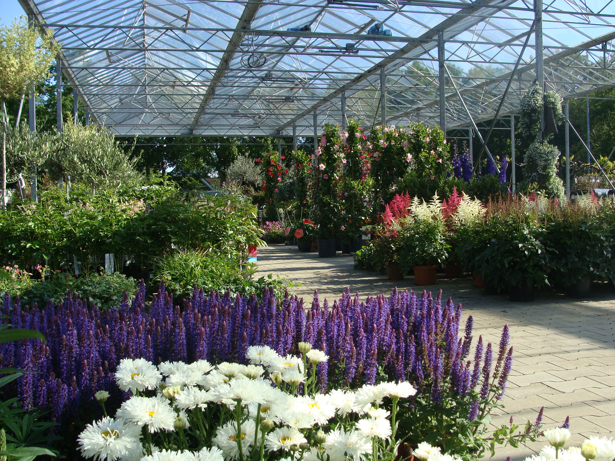 Planten Kwekerij voor Hoveniersbedrijven in Friesland